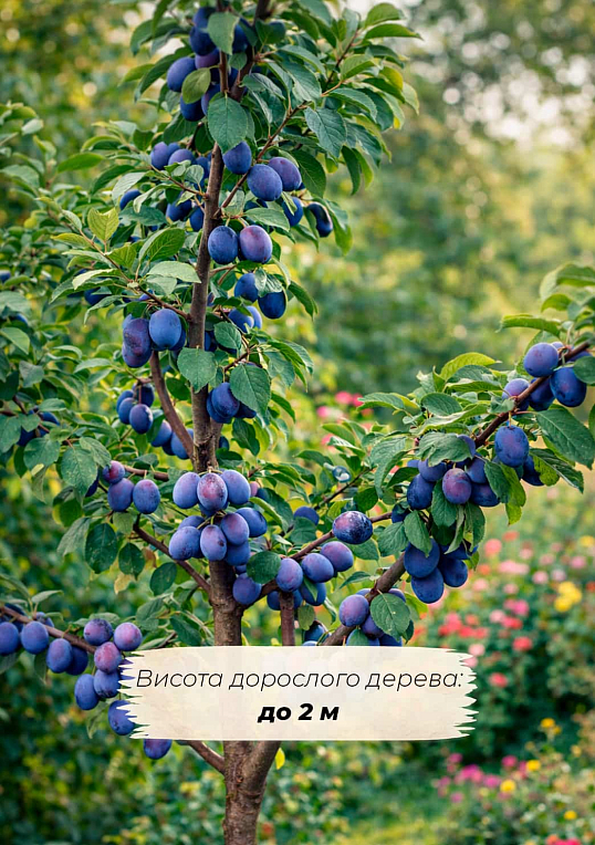 Ексклюзив! Слива "Олена" (преміальний пізній термін дозрівання) - фото 4