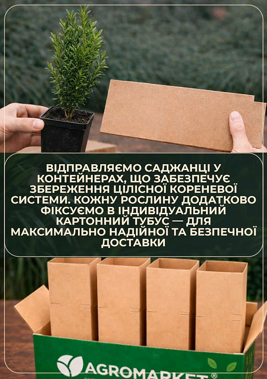 Самшит вічнозелений "Таємнича краса" (Buxus sempervirens) - фото 4