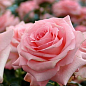 Ексклюзив! Роза чайно-гібридна кремово-рожева "Ніжне ранок" (Gentle morning) (сорт на ароматне варення)