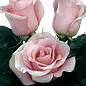 Ексклюзив! Троянда чайно-гібридна "Марія де Луна" (Maria de Luna) (саджанець класу АА+) вищий сорт