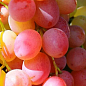 Виноград "Кардишах" (крупная красная ягода с мускатным ароматом)