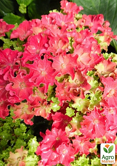 Гортензія крупнолиста кучерява "Curly Sparkle Hot Pink"25