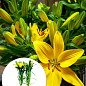 Лилия комнатная цветущая "Tiny Ranger" высота 40-45см