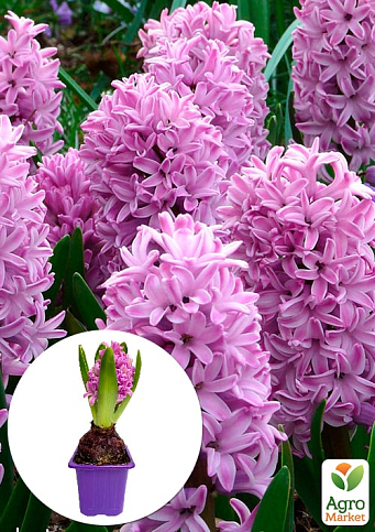 Гиацинт "Splendid Cornelia" (Нидерланды)