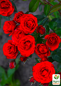 Роза мелкоцветковая (спрей) "Ред Хард" (саженец класса АА+) высший сорт2