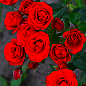 Роза мелкоцветковая (спрей) "Ред Хард" (саженец класса АА+) высший сорт