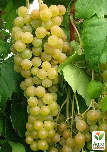Виноград "Мускат Оттонель №1" (винний сорт, ранній термін дозрівання, має багатющий мускатний смак) - фото 4
