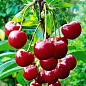 Вишня "Оптимистка" (летний сорт, средний срок созревания)