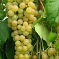 Виноград "Мускат Оттонель №1" (винний сорт, ранній термін дозрівання, має багатющий мускатний смак)