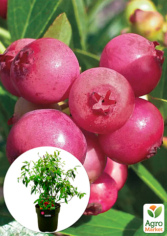 LMTD Голубика розовая "Pink Lemonade" (сортовая, укорененная) высота 50-70