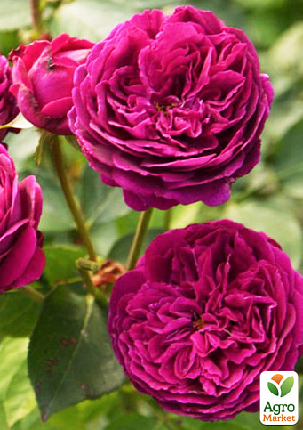 Троянда англійська серії Девіда Остіна "Фальстаф" (саджанець класу АА +) вищий сорт
