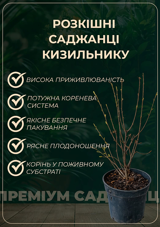Кизильник блестящий вертикальный (Cotoneaster lucidus), С2 - фото 3