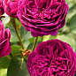 Роза английская серии Девида Остина "Фальстаф" (саженец класса АА+) высший сорт