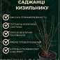 Кизильник блестящий вертикальный (Cotoneaster lucidus), С2 цена
