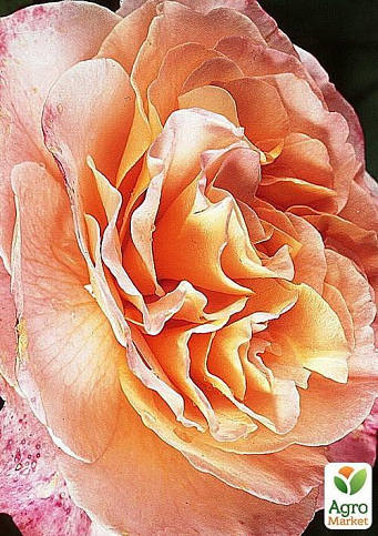Ексклюзив! Троянда чайно-гібридна абрикосова "Надія" (Hope) (сорт на приголомшливе ароматне варення)