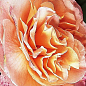 Ексклюзив! Троянда чайно-гібридна абрикосова "Надія" (Hope) (сорт на приголомшливе ароматне варення)