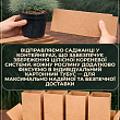 Костриця блакитна "Buddy Bluet" вазон С2, висота 15-30см