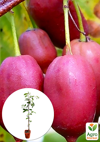 Актінідія 2-х річна «Пурпурова» (міні-ківі, морозостійкий сорт) вазон С1