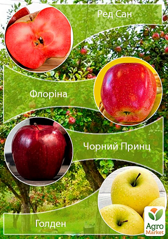 Дерево-сад Яблоня "Ред Сан+Флорина+Чорний Принц+Голден" 