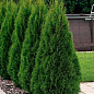 Туя західна "Smaragd Light" вазон C3 висота 25-30см