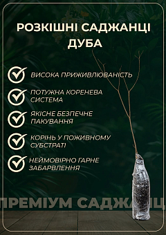 Дуб испанский "Quercus palustris" (вазон Р9)5
