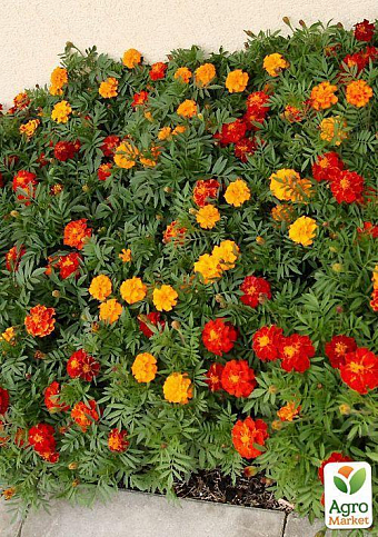Комплект насіння квітів в зіпером "Барвиста алея" 15уп