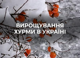 Як виростити великий урожай хурми - корисні статті про садівництво від Agro-Market