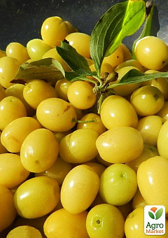 Кизил жовтий "Бурштиновий" (середній термін дозрівання, один з найпривабливіших десертних сортів)15
