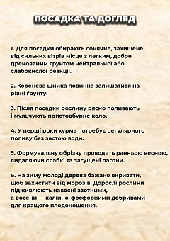 Ексклюзив! Хурма на вірджинській морозостійкій підщепі "Прок" (Prok) найвищий сорт!14