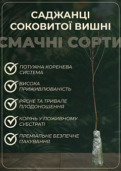Вишня "Альфа" (літній сорт, пізній термін дозрівання)22