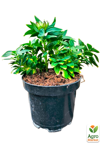 Альстромерия inticancha "Malaga" (выращено in-vitro) С1,5 - фото 5