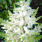 Астильба "Brautschleier" 1шт