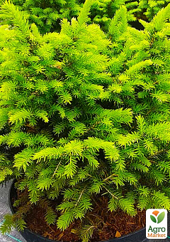 Ель сербская "Karel" (Picea omorika Karel) С2, высота 20-25см2