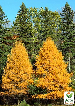 Модрина Даурська (Larix Gmelinii) горщик P91