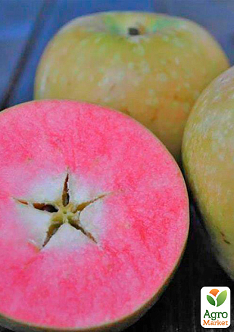 Яблоня "Хидден Роуз" (осенний сорт, среднего срока созревания) - фото 5