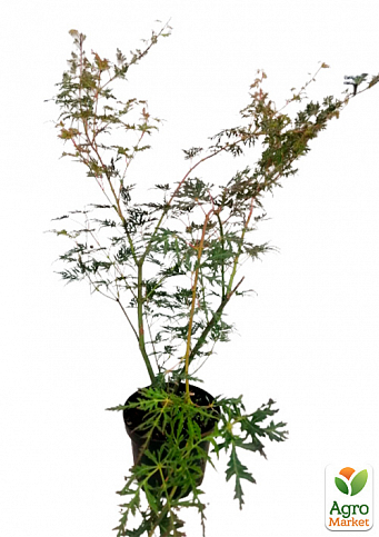Клен 3-х річний японський пальмолистний «Сейрі» (Acer palmatum Seiryu) S3, висота 60-80см - фото 3