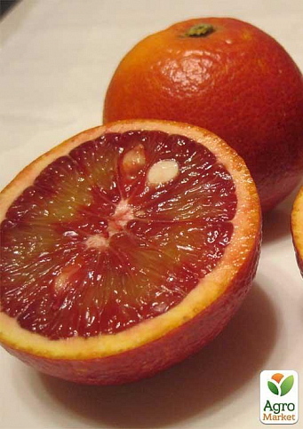 Апельсин "Моро" - фото 2