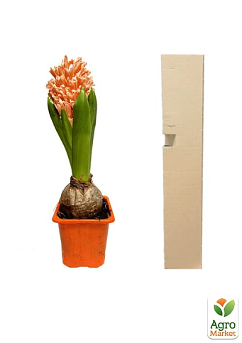 Гіацинт "Apricot Passion" (Нідерланди) - фото 4