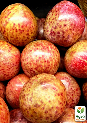 Слива-абрикос колоновидная "Плумкот" укорененная в контейнере (саженец 2 года) - фото 2