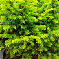 Ель сербская "Karel" (Picea omorika Karel) С2, высота 20-25см