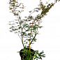 Клен 3-х летний японский пальмолистный "Сейри" (Аcer palmatum Seiryu) С3, высота 60-80см цена