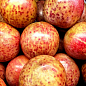 Слива-абрикос колоновидная "Плумкот" укорененная в контейнере (саженец 2 года) купить