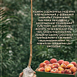 Персик "Эрли ред" (летний сорт, ранний срок созревания) цена