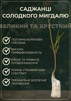 Декоративный Миндаль "Белоцветущий"13