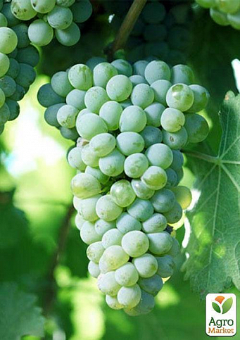 Виноград "Совіньон Блан" (Sauvignon Blanc) (винний сорт, середній термін дозрівання) - фото 2