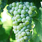 Виноград "Совіньон Блан" (Sauvignon Blanc) (винний сорт, середній термін дозрівання) купить