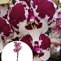 Орхідея (Phalaenopsis) "Leo Lilac"