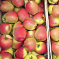 Яблоня "Голд Чиф" (крупноплодный сорт, зимний сорт, средний срок созревания) цена