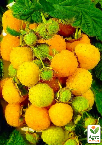 Малина "Ярославна" (ремонтантний сорт, середній термін дозрівання) 1-річний саджанець