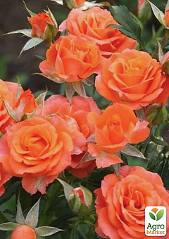 Роза мелкоцветковая (спрей) "Алегрия" (саженец класса АА+) высший сорт1